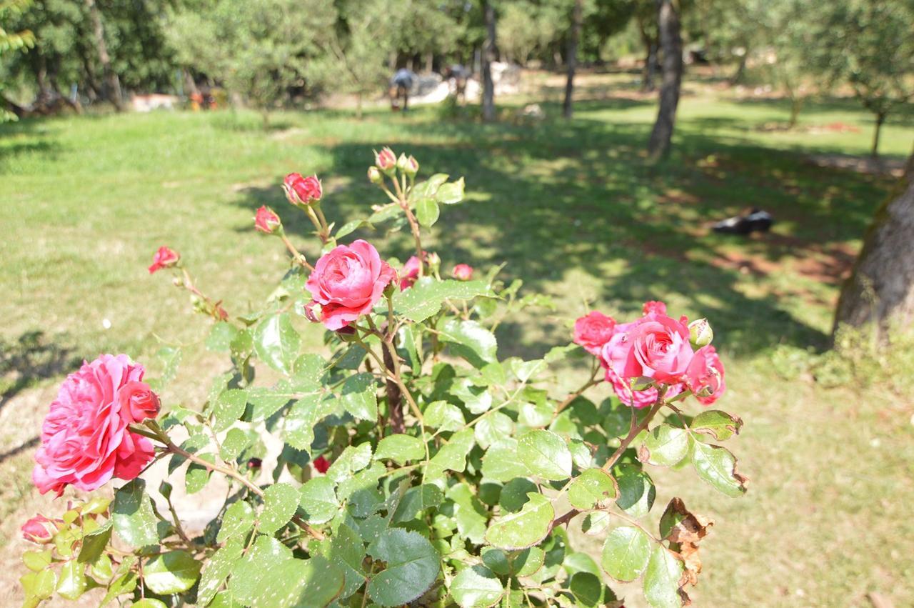 Hotel Natura Vilanija Bagian luar foto